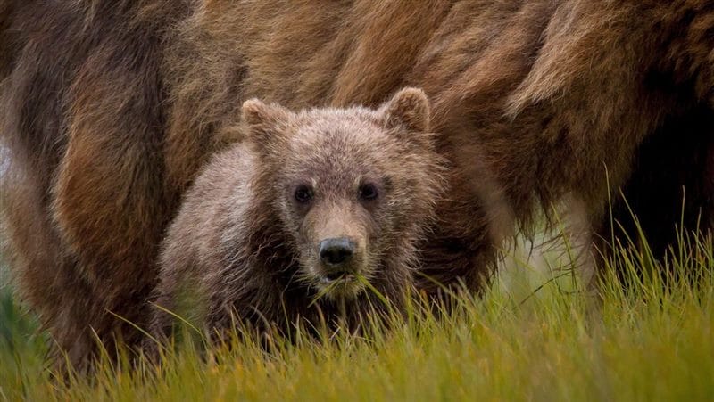 Картинки медведи гризли (100 фото) #60