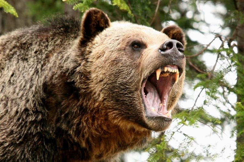 Картинки медведи гризли (100 фото) #55