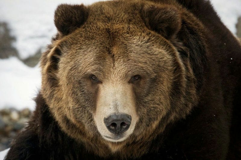 Картинки медведи гризли (100 фото) #57