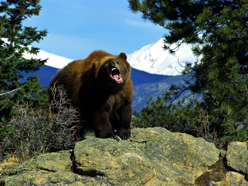 Картинки медведи гризли (100 фото) #9