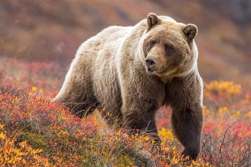Картинки медведи гризли (100 фото) #31