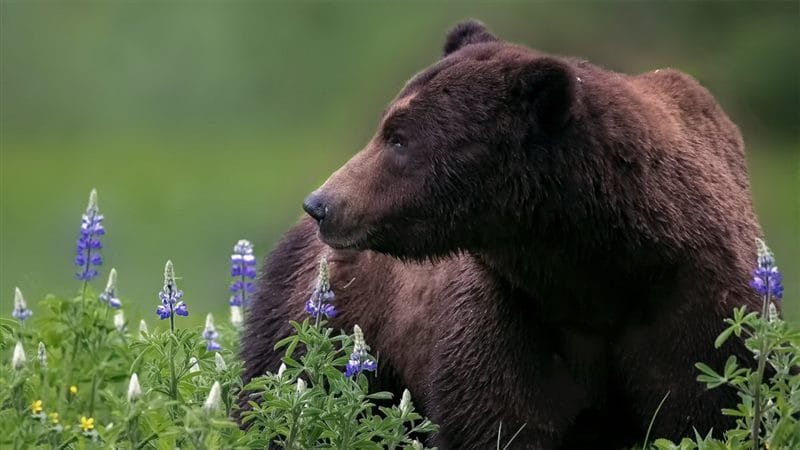 Картинки медведи гризли (100 фото) #87