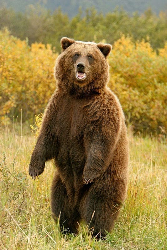 Картинки медведи гризли (100 фото) #24