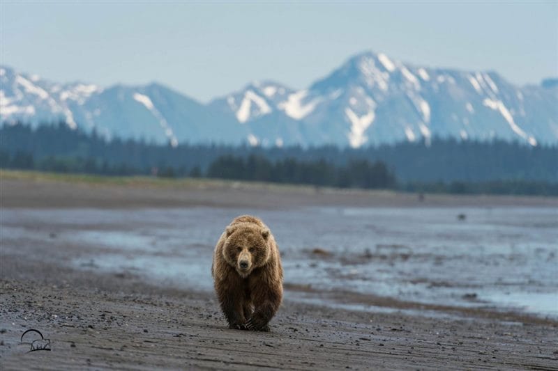 Картинки медведи гризли (100 фото) #100