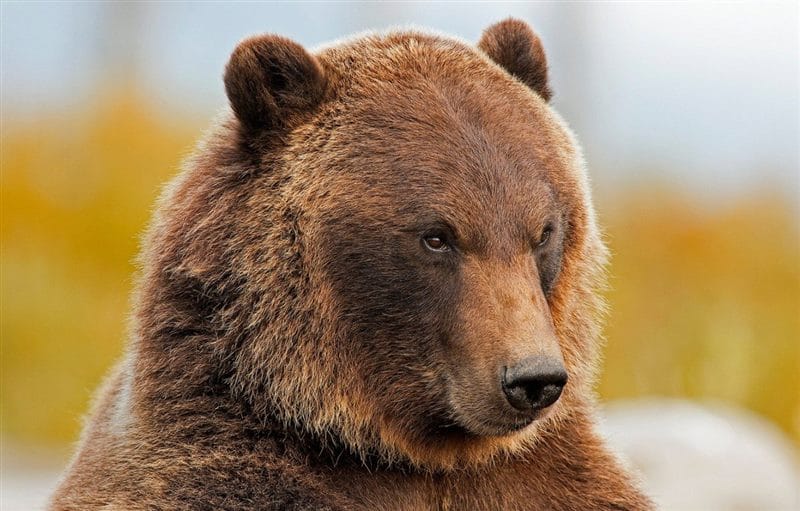 Картинки медведи гризли (100 фото) #25