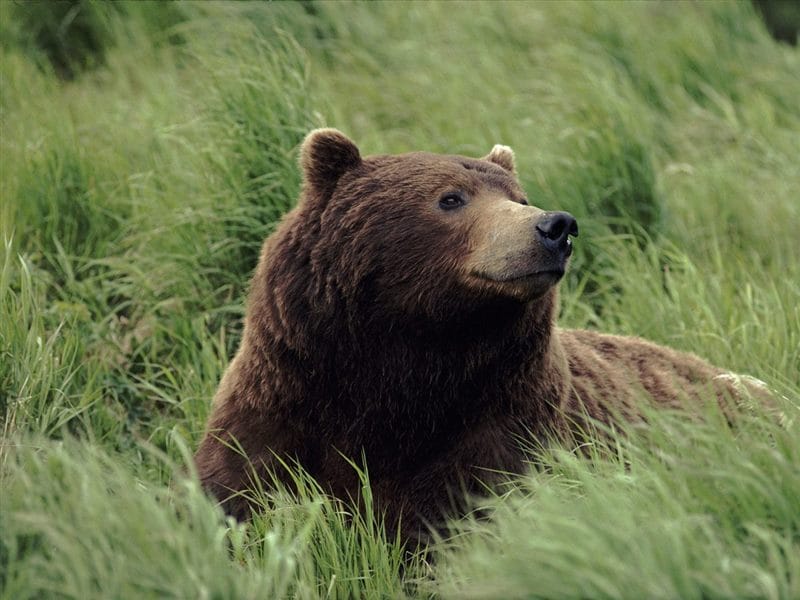 Картинки медведи гризли (100 фото) #48