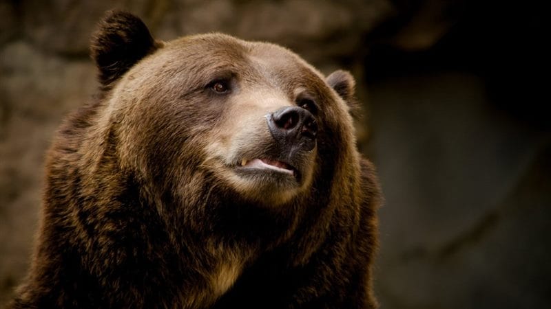 Картинки медведи гризли (100 фото) #91
