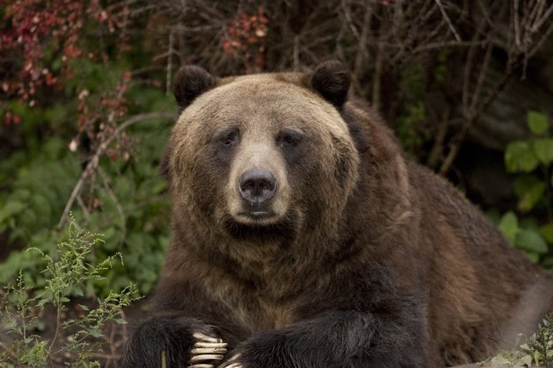 Картинки медведи гризли (100 фото) #76