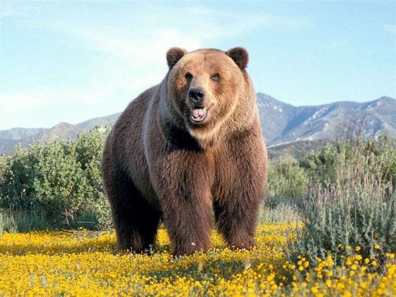 Картинки медведи гризли (100 фото) #94