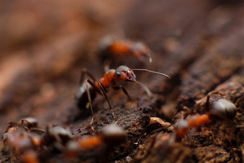 Картинки муравейники (100 фото) #68
