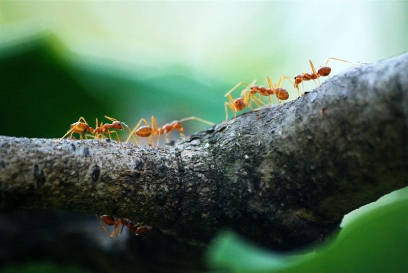 Картинки муравейники (100 фото) #58