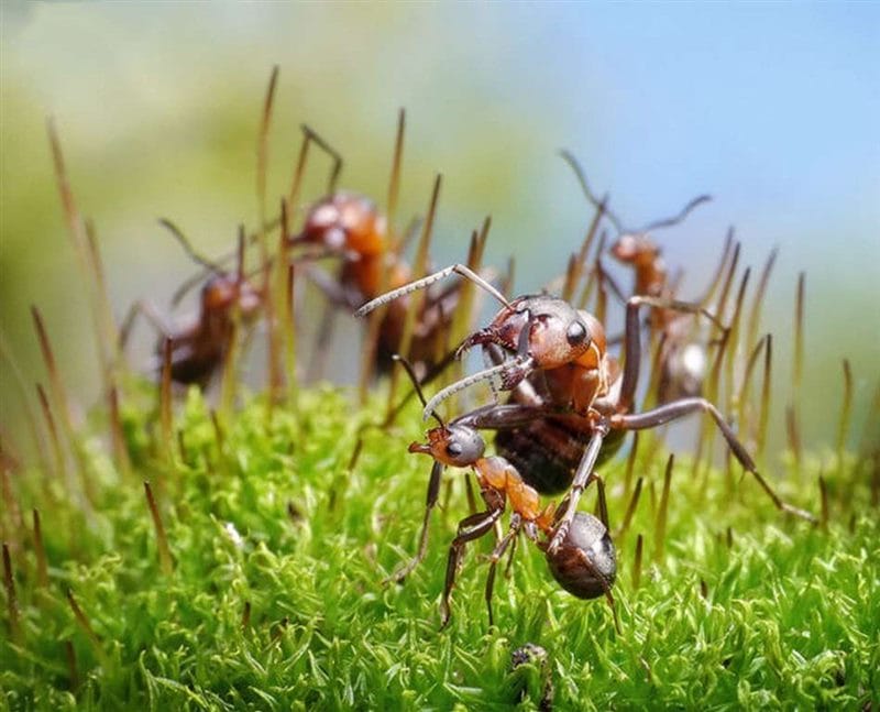Картинки муравейники (100 фото) #60