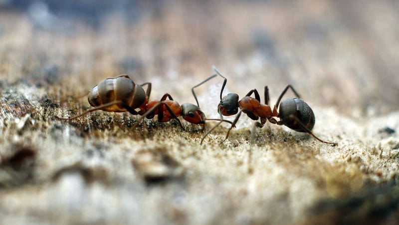 Картинки муравейники (100 фото) #64
