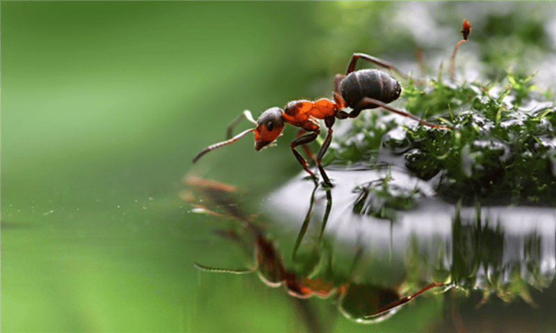 Картинки муравейники (100 фото) #88