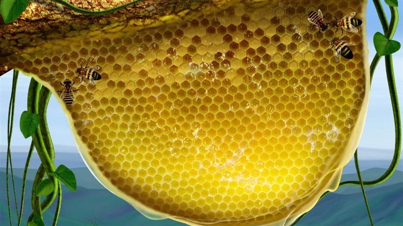 Картинки мед в сотах (70 фото) #35