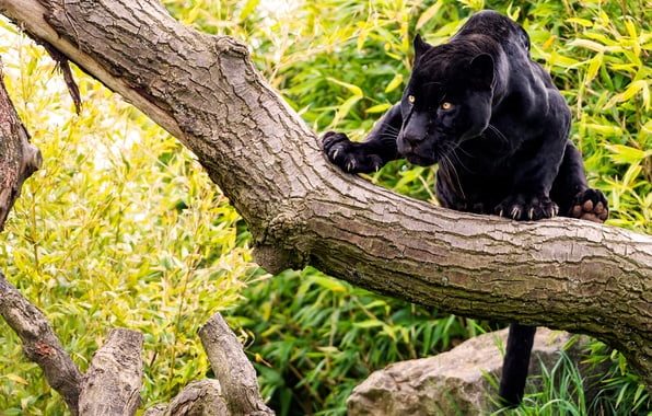 Классные картинки с черным ягуаром (22 фото) #2
