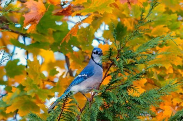 Птицы осенью - красивые картинки (30 фото) #2