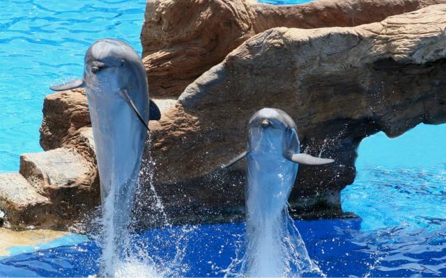 Дельфины - красивые картинки (100 фото) #2