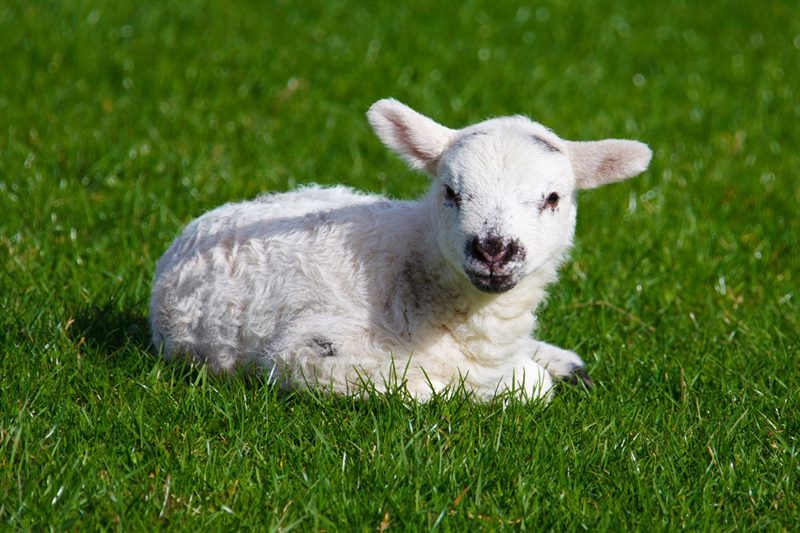 Картинки овечки (100 фото) #2