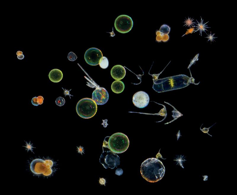 Картинки планктона (80 фото) #2