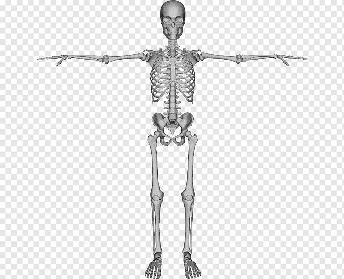Картинки скелет человека (100 фото) #2