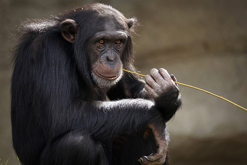 Шимпанзе - красивые картинки (100 фото) #2