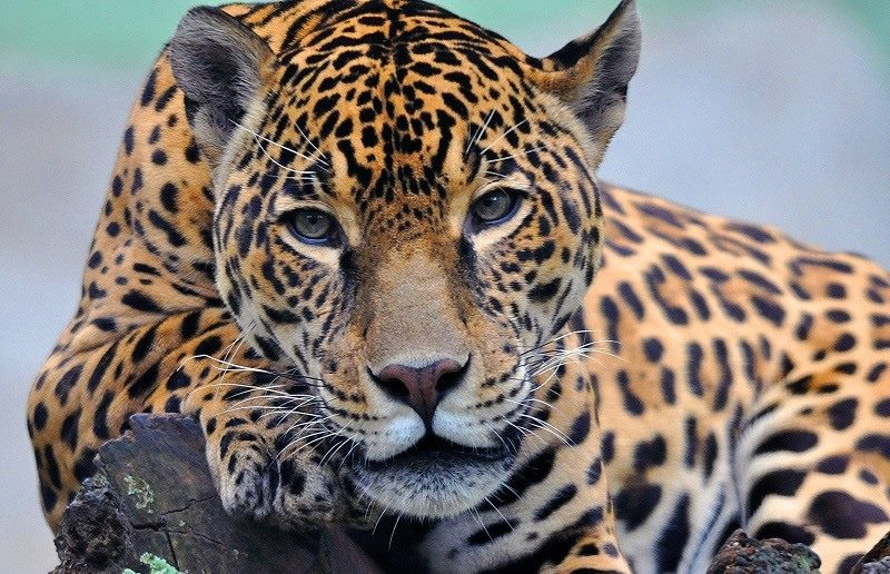 Картинки животное ягуар (100 фото) #2