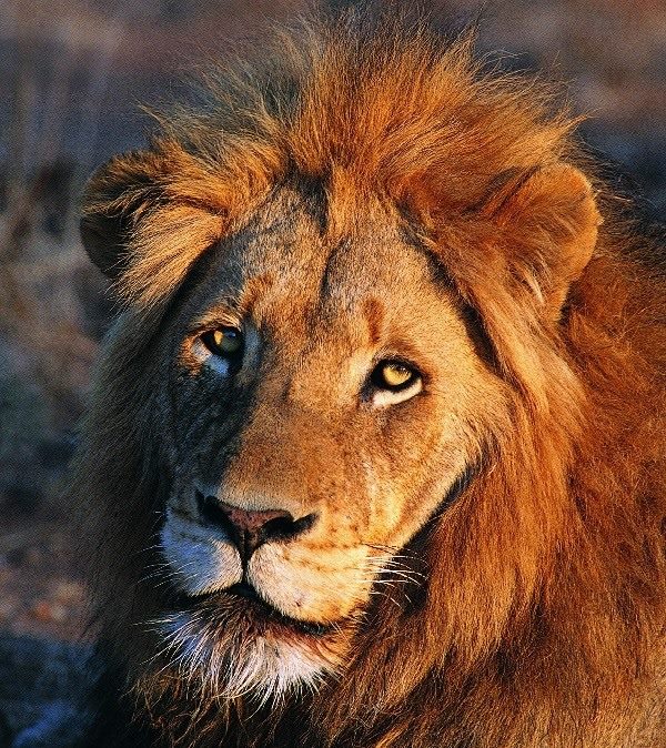 Картинки льва на аву (100 фото) #2