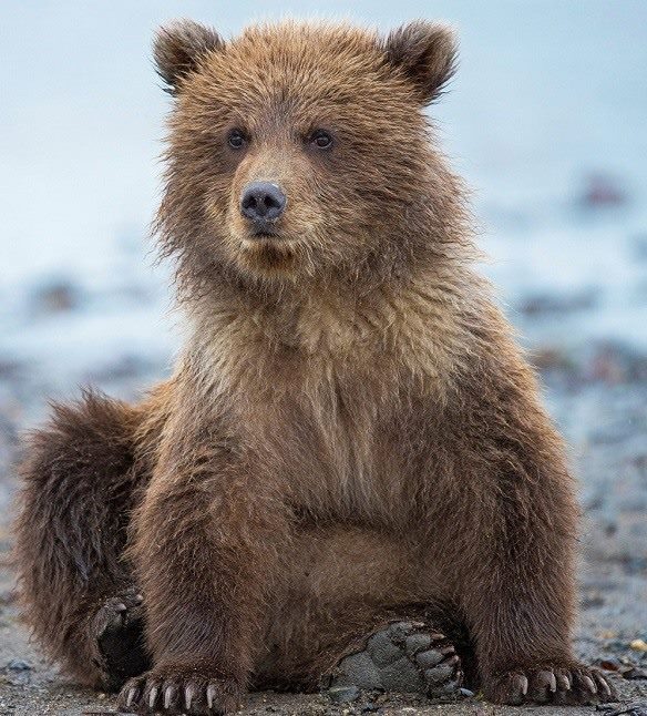 Картинки медведя на аву (100 фото) #2