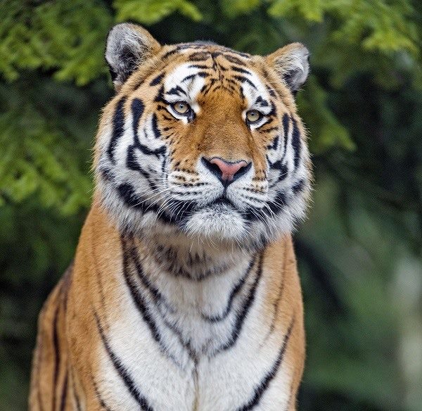 Картинки тигра на аву (100 фото) #2