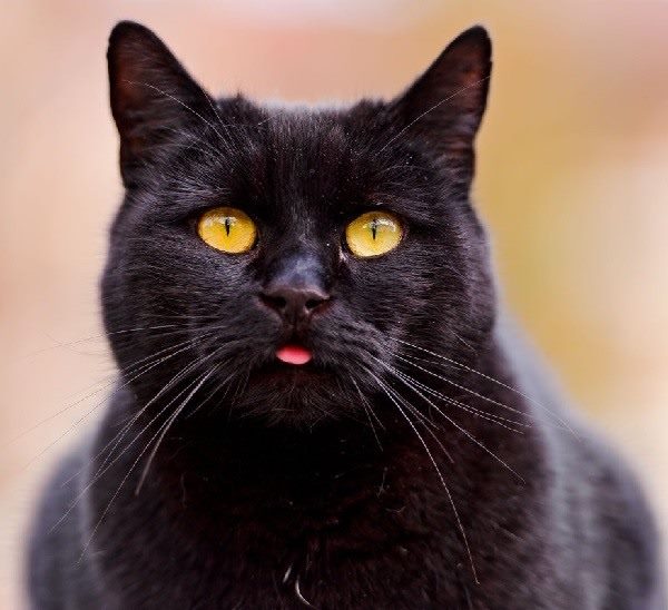 Картинки черной кошки на аву (100 фото) #2