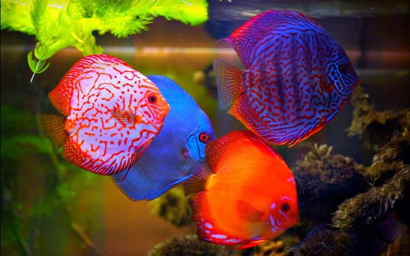 Рыбки в аквариуме - красивые картинки (100 фото) #2