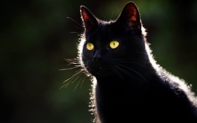 Картинки черных кошек (100 фото) #2