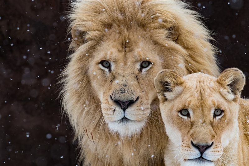 Картинки лев и львица (100 фото) #2