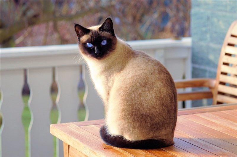 Картинки сиамские коты (100 фото) #2