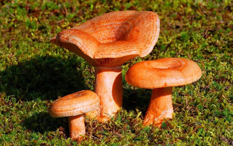 Картинки гриб рыжик (100 фото) #2