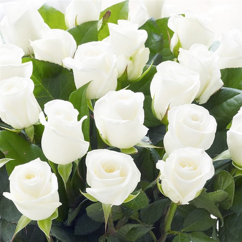 Картинки белые розы (100 фото) #2