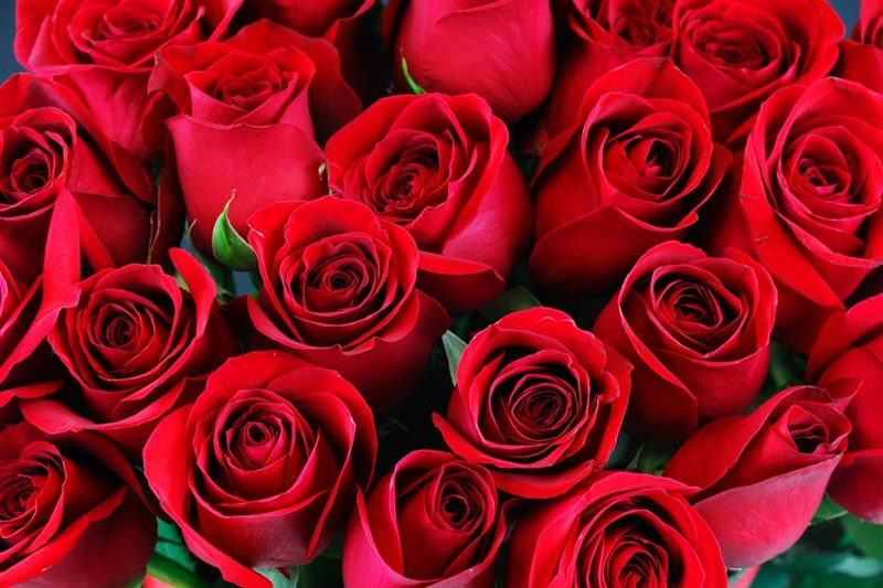 Картинки красные розы (100 фото) #2