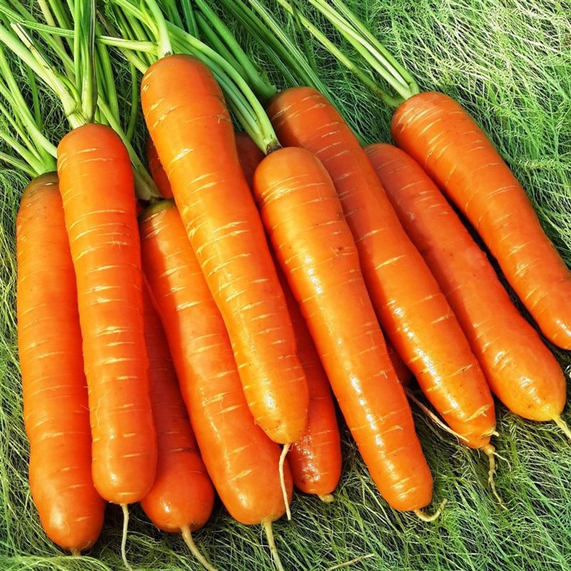 Картинки морковь (100 фото) #2