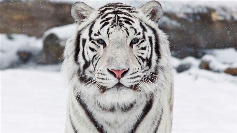 Картинки белые тигры (100 фото) #2