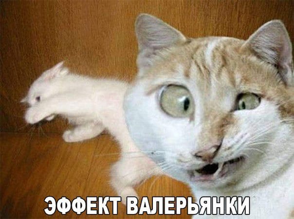 150 картинок со смешными котами. Прикольные фото с надписями #200