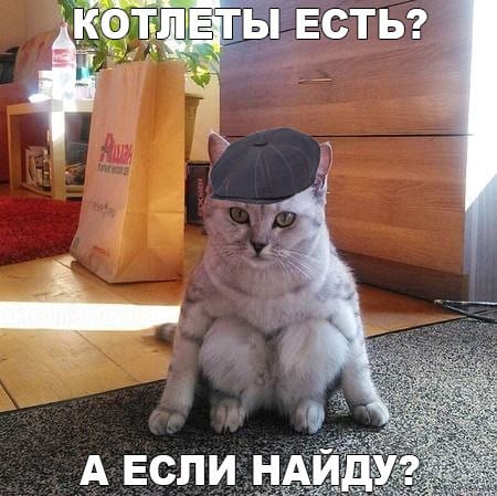 150 картинок со смешными котами. Прикольные фото с надписями #181