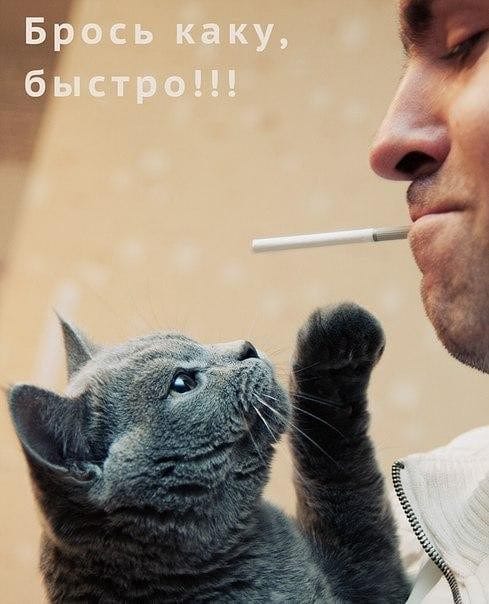 150 картинок со смешными котами. Прикольные фото с надписями #155