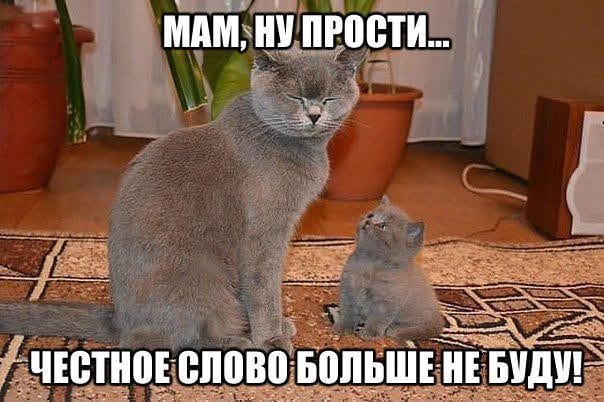 150 картинок со смешными котами. Прикольные фото с надписями #154