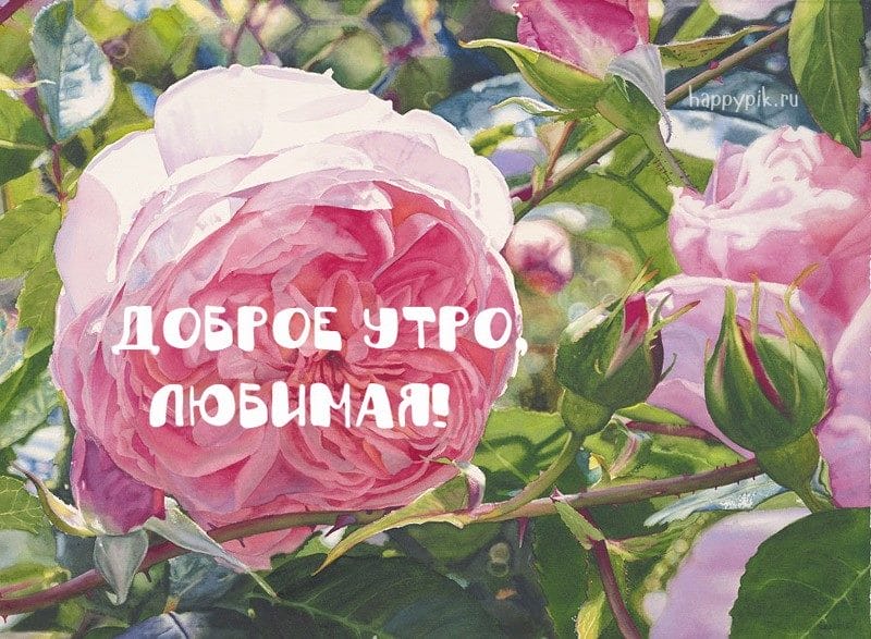 С добрым утром! 138 красивых открыток с цветами #116