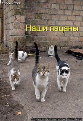 150 картинок со смешными котами. Прикольные фото с надписями #129