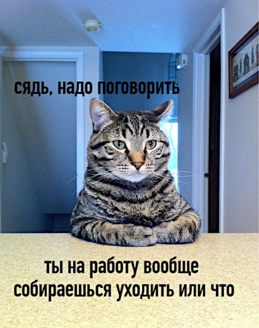 150 картинок со смешными котами. Прикольные фото с надписями #40