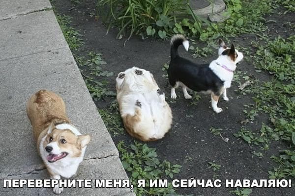 290 смешных картинок с собаками. Фотки с надписями и без #4