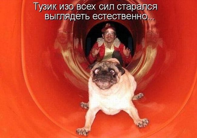 290 смешных картинок с собаками. Фотки с надписями и без #266