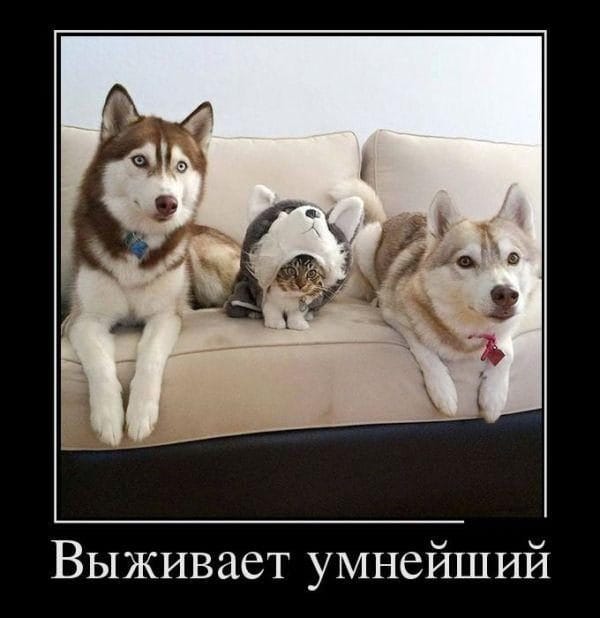 290 смешных картинок с собаками. Фотки с надписями и без #262